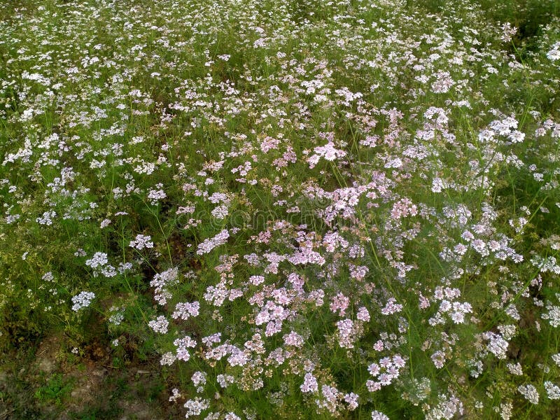 Coriander, Coriandrum sativum, is an erect annual herb in the family Apiaceae , madhubani bihar india