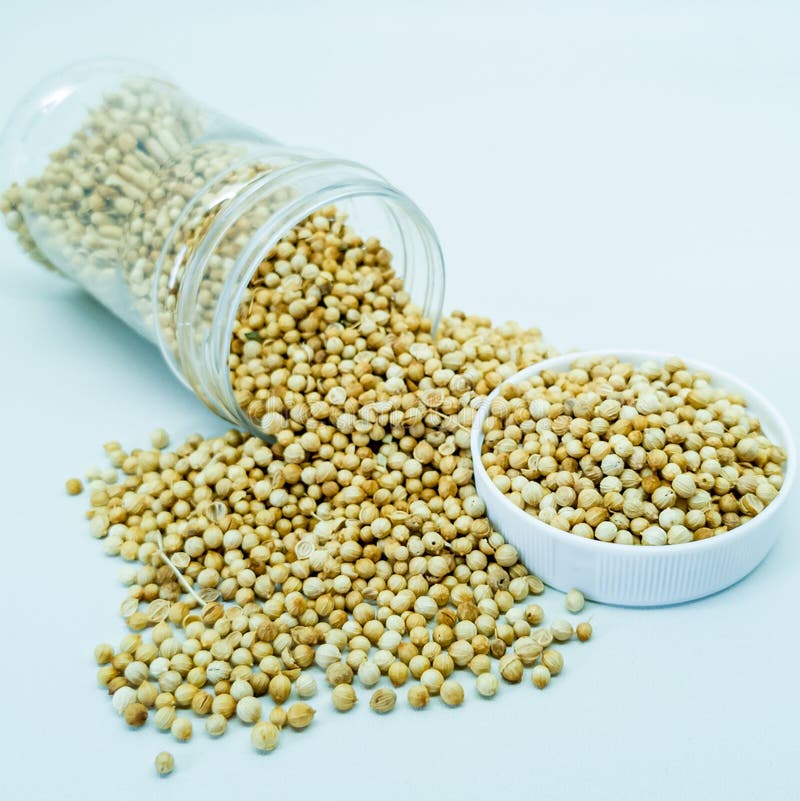 Coriander & x28;Coriandrum sativum& x29 royalty free stock images