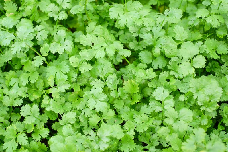 Coriander ,Parsley farm stock photo. Image of fresh, highlands 26151878
