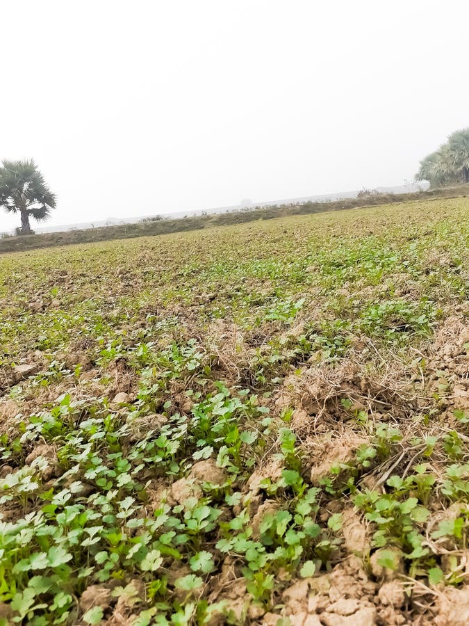 Flower of long coriander stock image. Image of garnish 27150279
