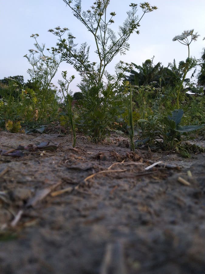 Coriander Flower and Leaves in Agriculture Land Stock Photo Image of