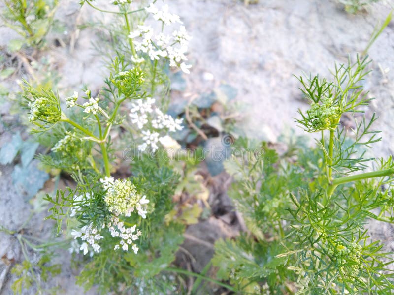 Coriander Flower and Leaves in Agriculture Land Stock Photo Image of