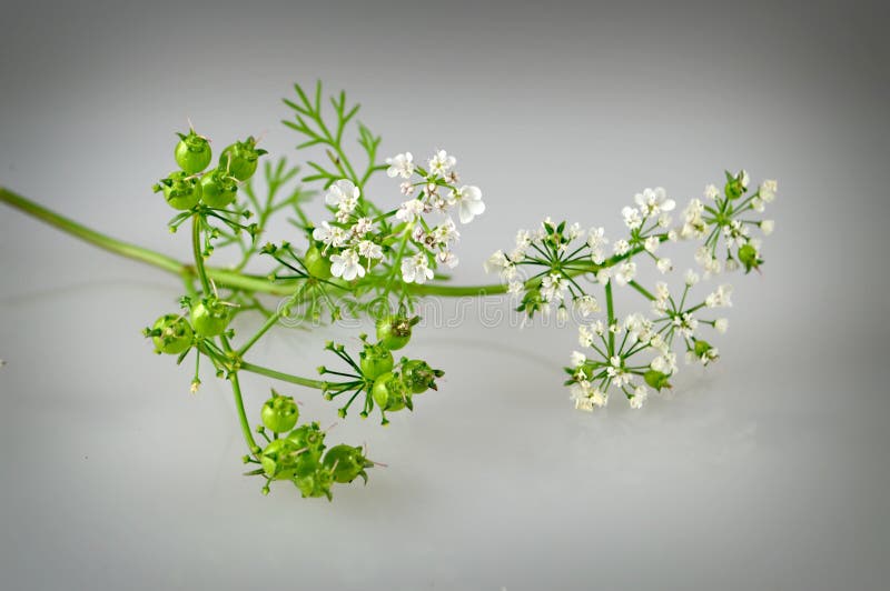 Coriander stock image. Image of seed, cilantro, plant 77975955