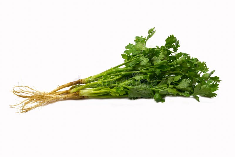 Coriander fresh stock photo. Image of plant, macro, spice 31512884
