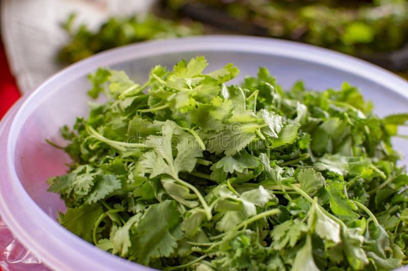 Coriander Green Leaves in Tray after Being Sorted Stock Image Image
