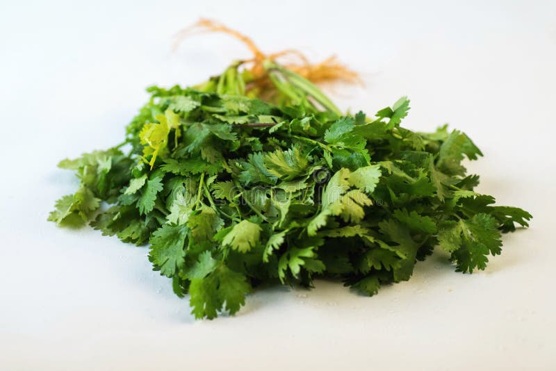 Coriander herb stock image. Image of leaf, parsley, botanical 86371487