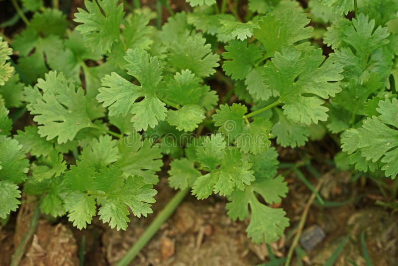 Coriander, Herb and Vegetable Stock Image Image of leaves, bunch