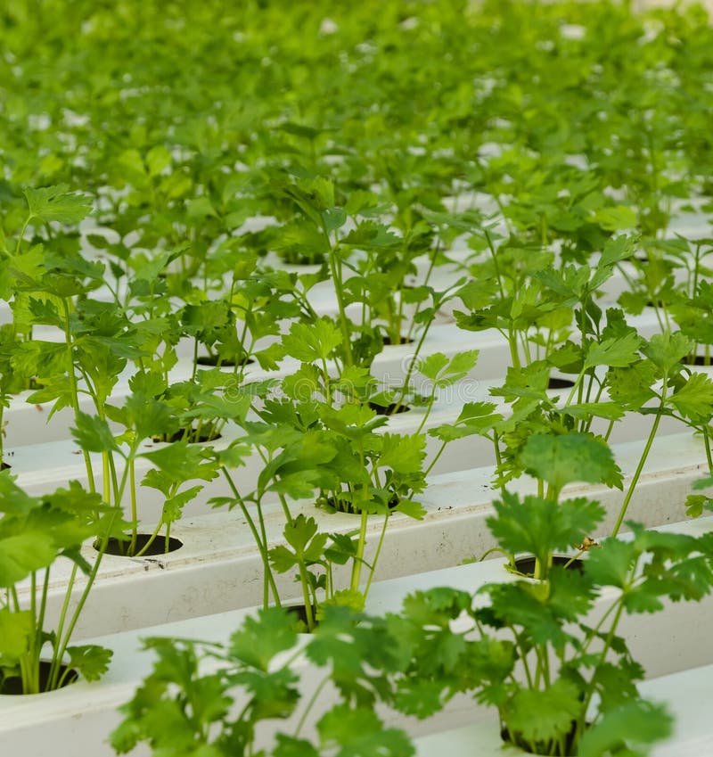 Coriander Hydroponic Plantation Stock Image Image of plantation
