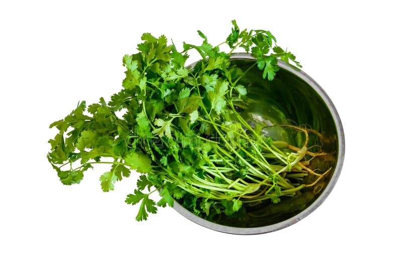 Single Sprig Fresh Cilantro Coriander Leaves Stock Photos Free