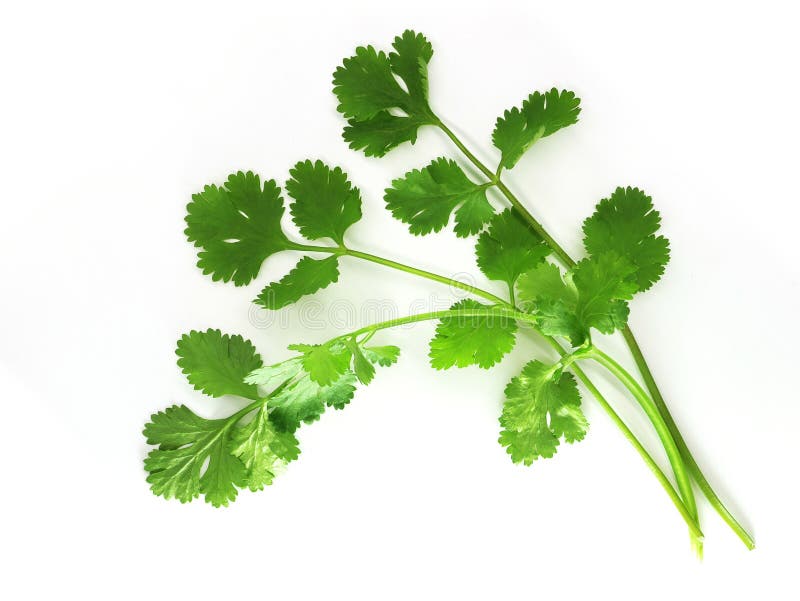Coriander Leaf Isolated on White Background. Top View Stock Photo Image of bunch, plant 305751864
