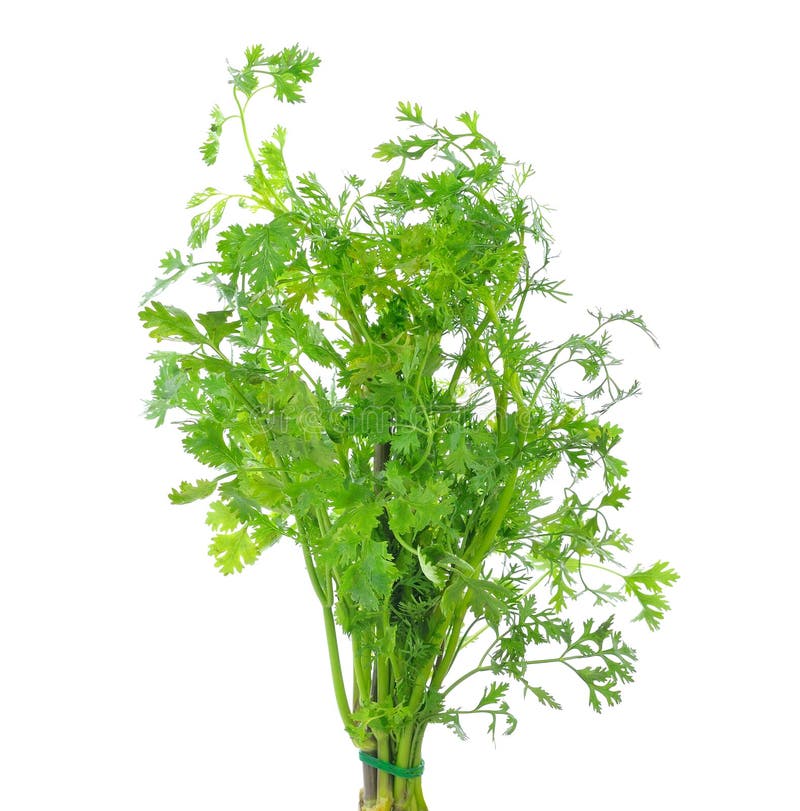 Coriander leaves stock image. Image of flavor, leaf, coriander 81297357