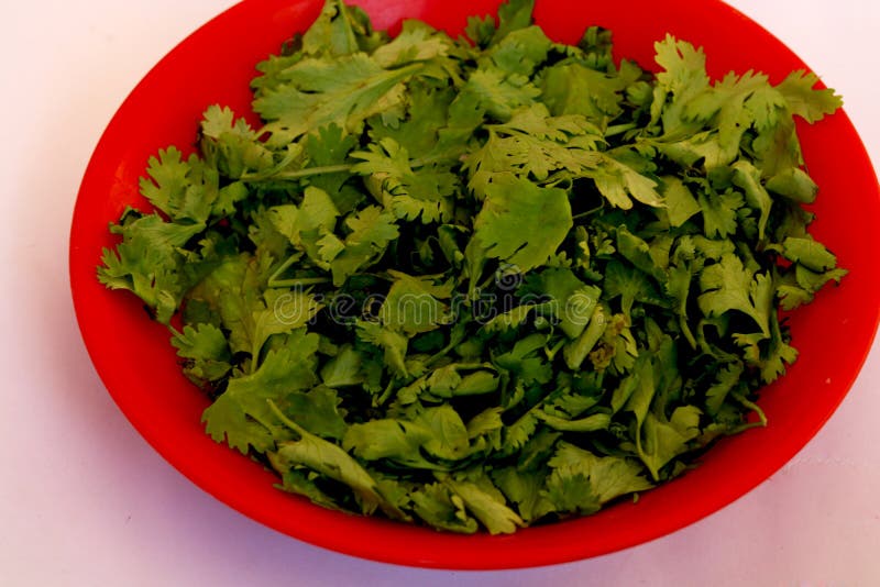Coriander Leaves in Red Bowl Stock Image Image of rosemary, oregano