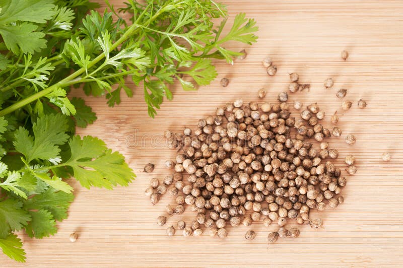 Coriander Leaves and Seeds stock image. Image of fresh 44538771