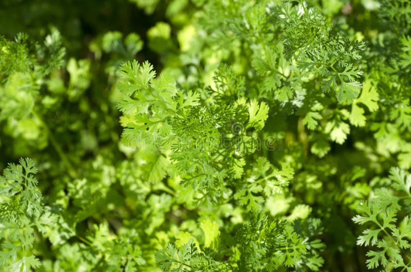 Coriander Leaves stock image. Image of fresh, health 69277947