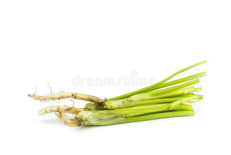 Coriander Leaves Vegetable. Stock Photo Image of diet, flavor 87793146