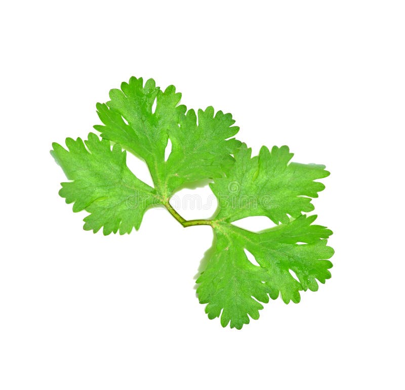 Coriander Leaves with White Background Stock Photo Image of white
