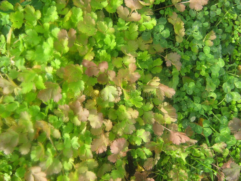 Coriander Leaves in the Winter Stock Photo Image of nature, leaves 106230086