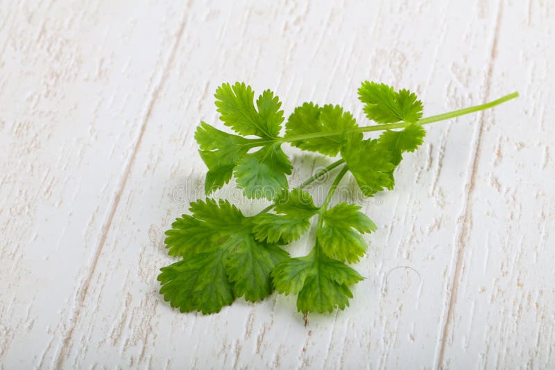 Coriander leaves stock photo. Image of healthy, white 111763942