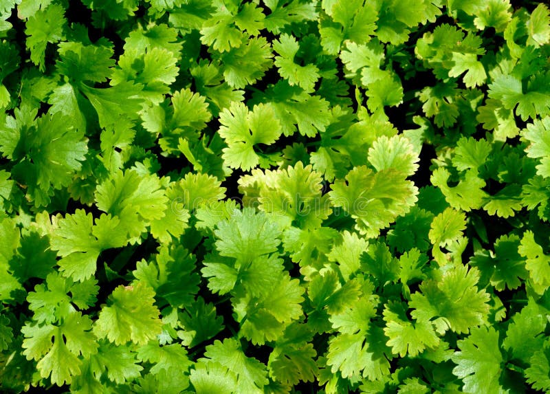 Coriander plant. stock photo. Image of young, plants 26174056