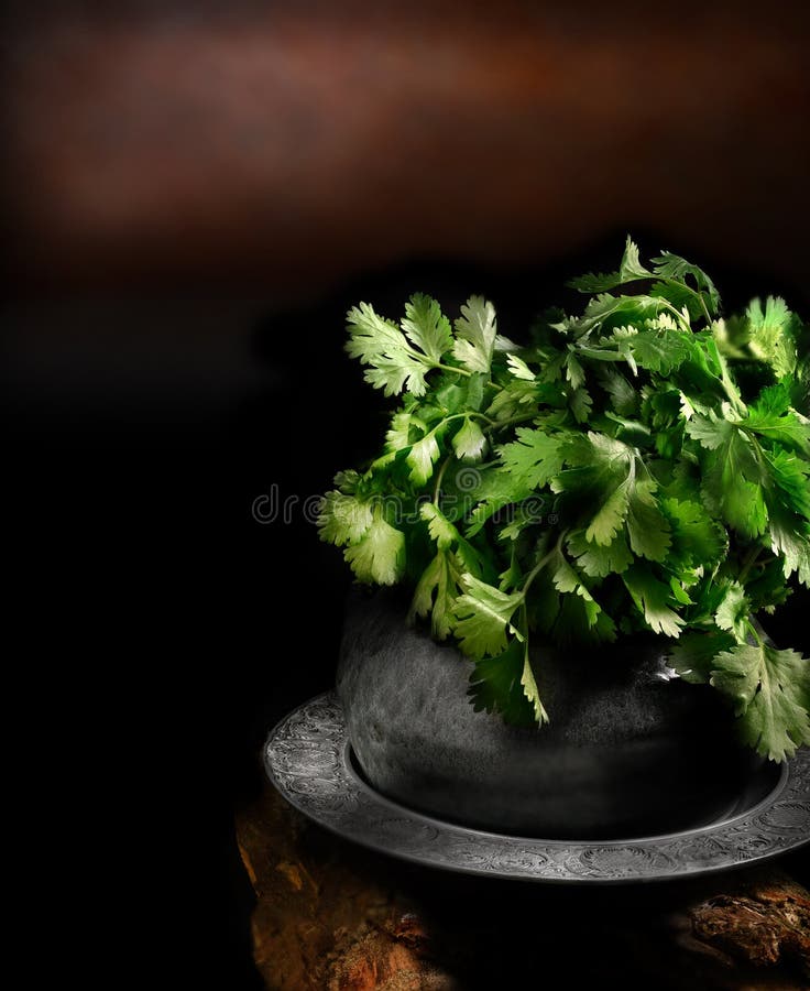 Coriander Plant Leaf on Hand Picking in the Graden Nature Background