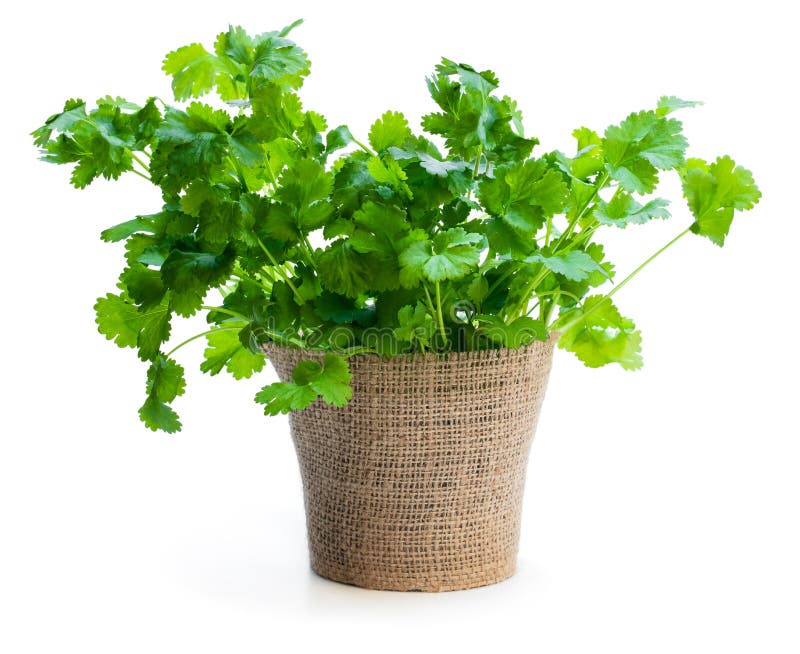 Coriander plant. stock photo. Image of young, plants 26174056