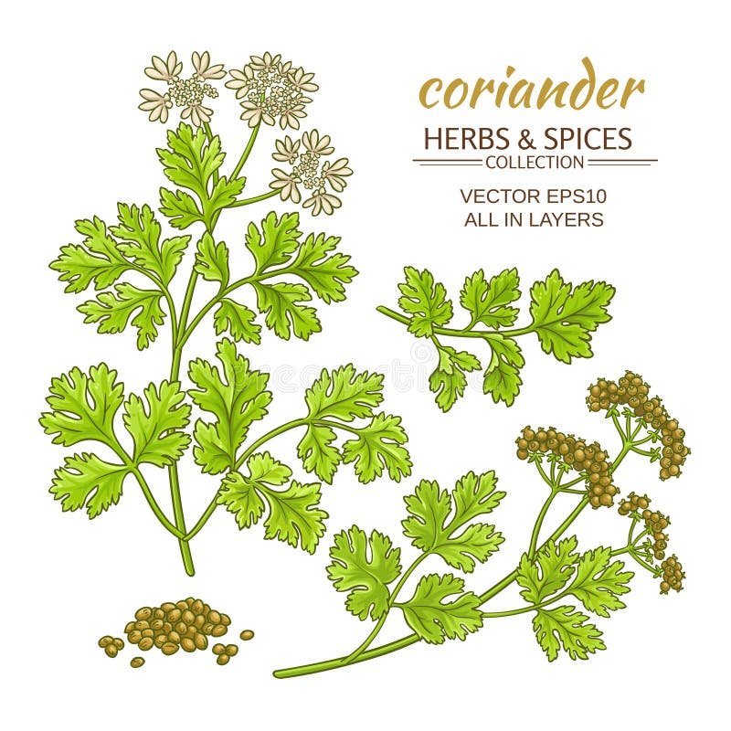 Coriander Flower Stock Illustrations 684 Coriander Flower Stock
