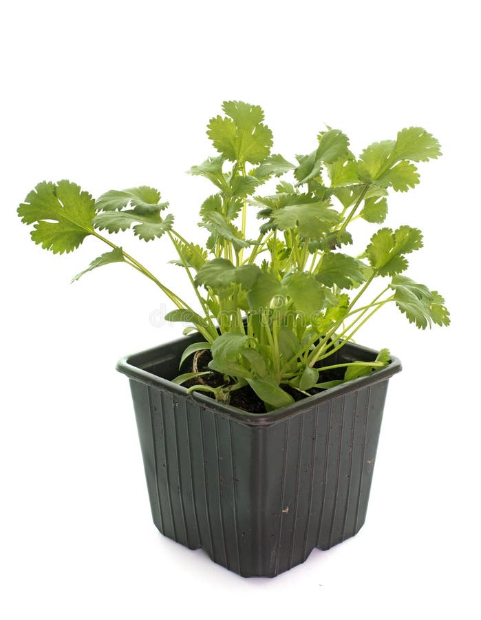 Coriander in pot stock image. Image of coriander, growing 68466549