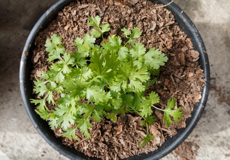 Coriander Pot Stock Photos Download 2,113 Royalty Free Photos