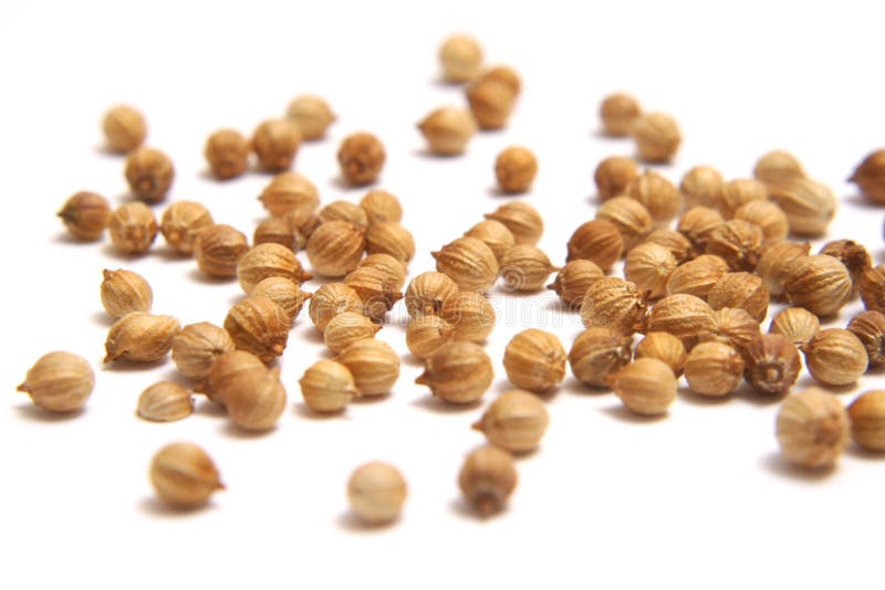 Coriander seed stock photo. Image of food, agriculture 4629430