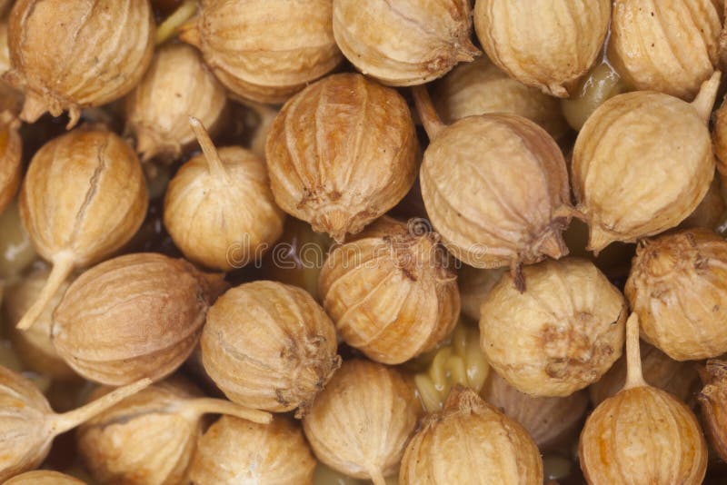 Coriander seed stock photo. Image of herb, coriander 37460492
