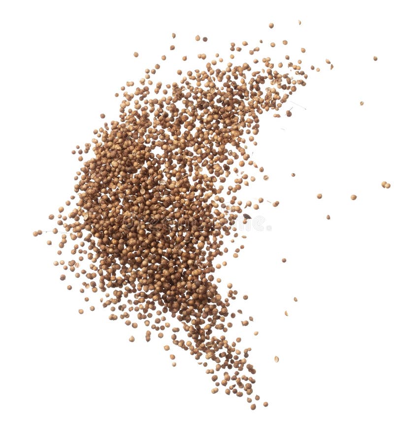 Coriander Seed Fly Explosion, Brown Coriander Seed Float Explode
