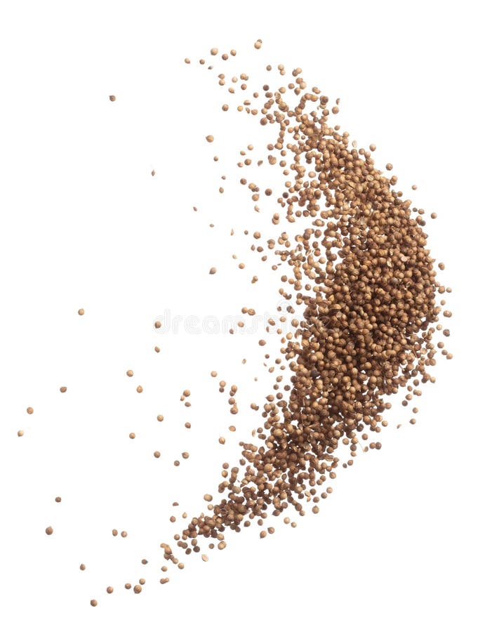 Coriander Seed Fly Explosion, Brown Coriander Seed Float Explode