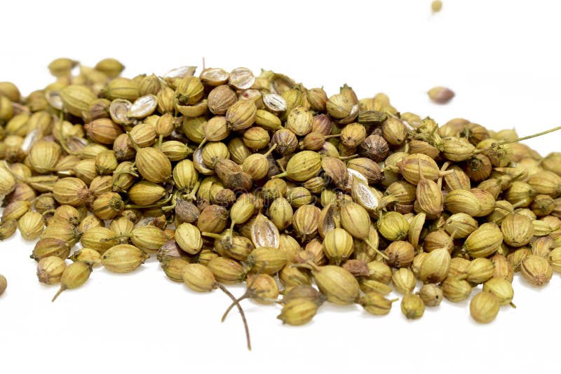 Coriander seed stock photo. Image of background, isolated 248930250