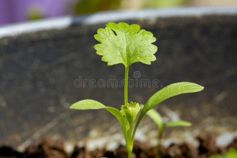 Coriander Seedling in a Pot. Stock Image Image of small, farm 218299683