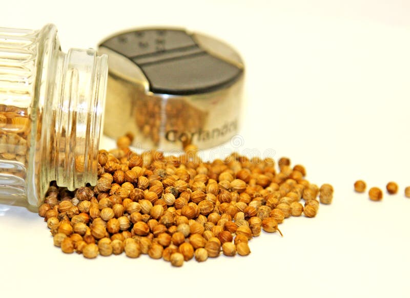 Coriander Seeds stock photo. Image of small, dried, flavor 13321508