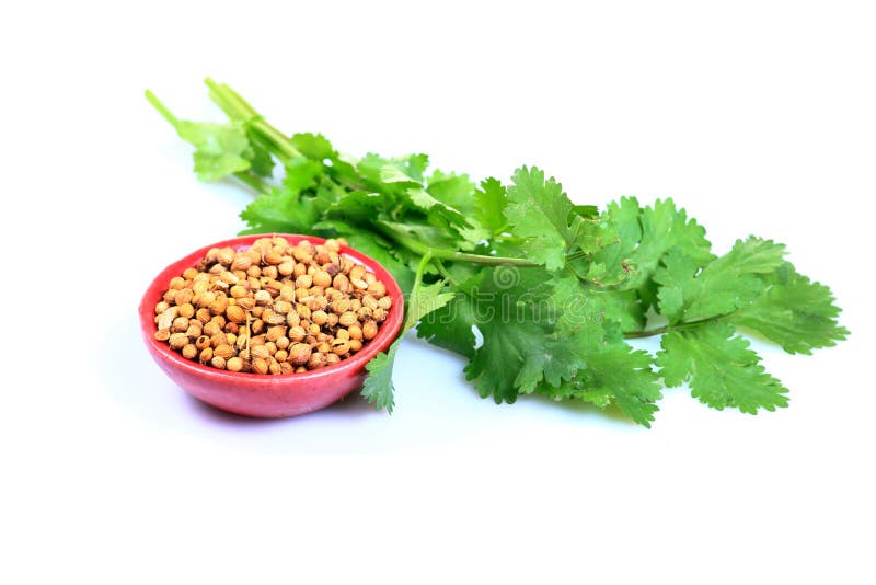 Coriander Seeds stock photo. Image of coriander, cutout 33978532