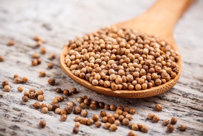 Coriander stock photo. Image of flavor, detail, green 36620596