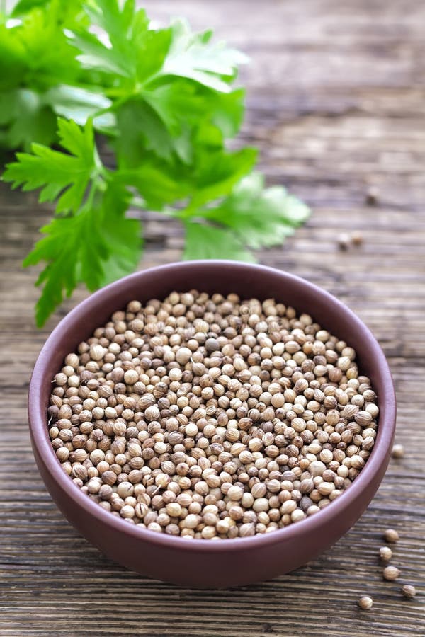 Coriander stock photo. Image of food, bunch, cooking 32289440
