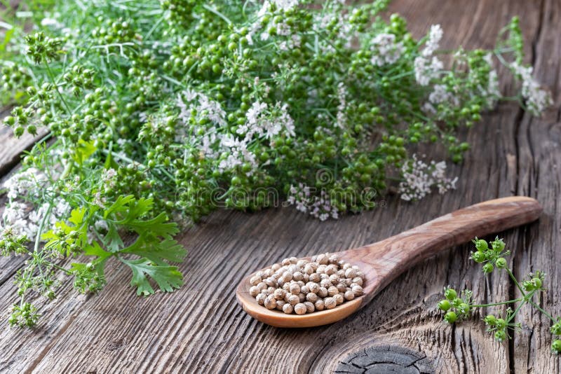 Coriander Seeds With Fresh Blooming Cilantro Plant Stock Photo Image
