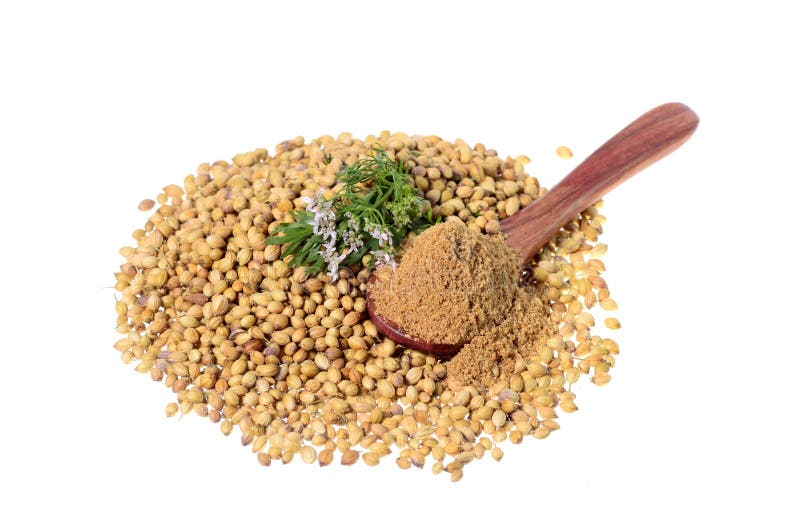 Coriander Seeds, Fresh Coriander And Powdered Coriander Stock Photo