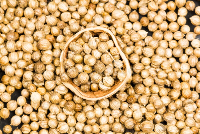 Coriander Seeds with Half of Hazelnut Rind on Black Stock Image Image