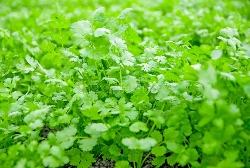 Coriander Thailand, Coriander in Thailand, Coriander in Asian Stock
