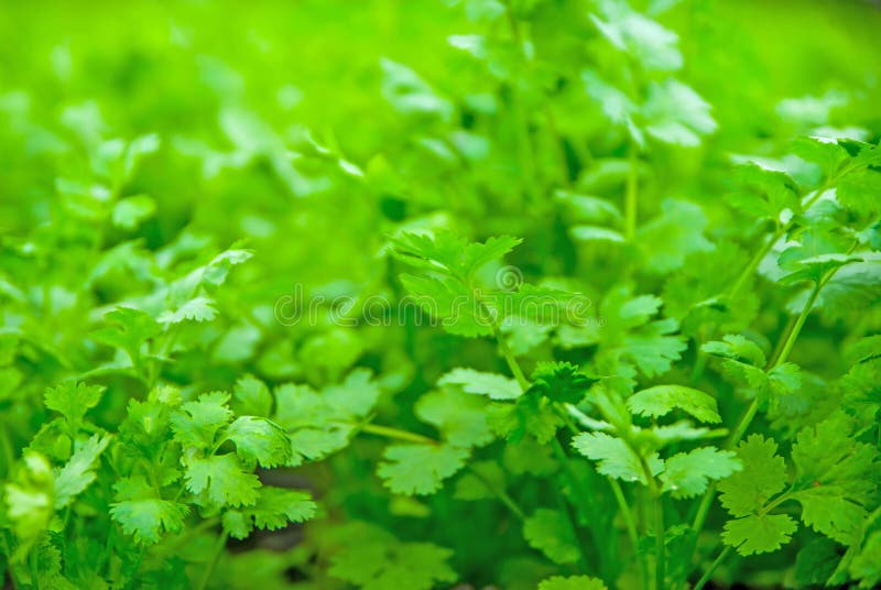Coriander Thailand, Coriander in Thailand, Coriander in Asian Stock