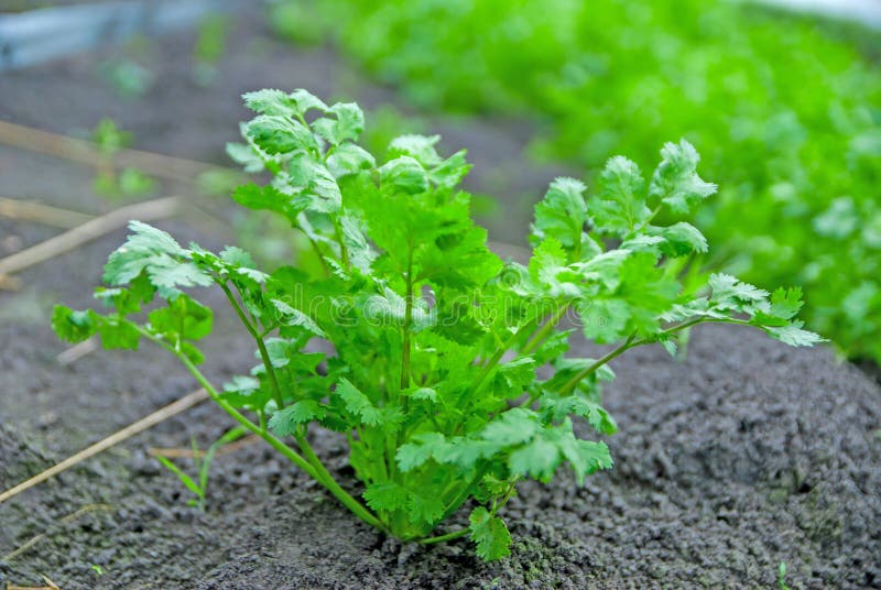 Coriander Thailand, Coriander in Thailand, Coriander in Asian Stock