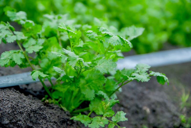 Coriander Thailand, Coriander in Thailand, Coriander in Asian Stock