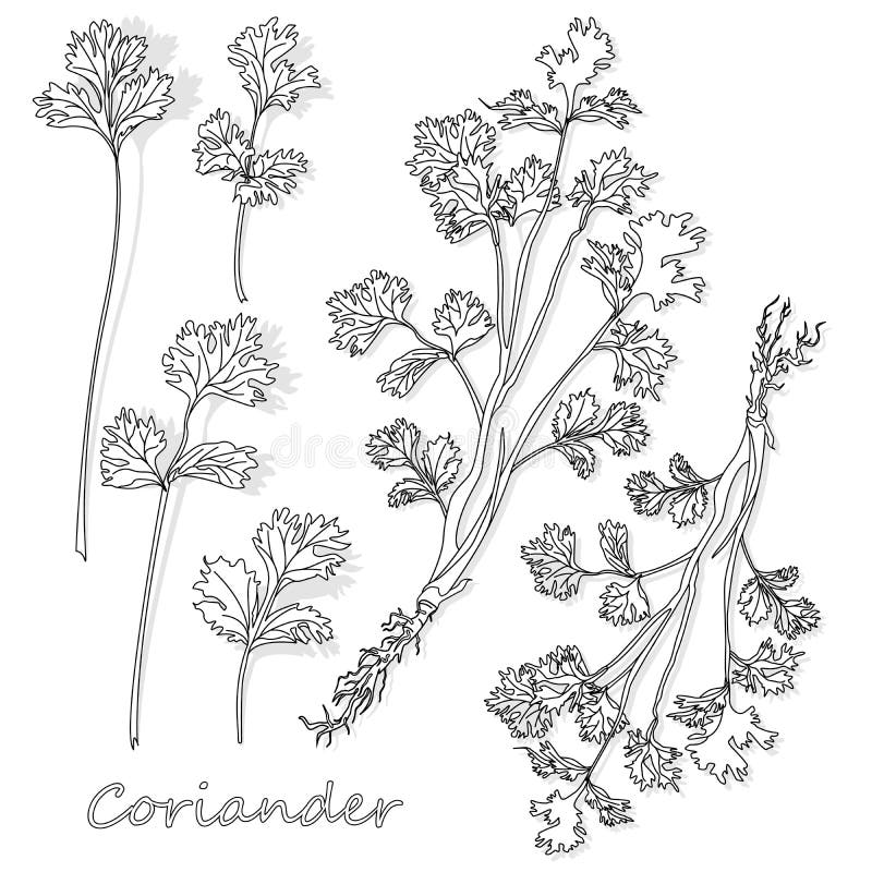Fresh coriander or cilantro herb. Vector illustration isolated on white background isolated. Fresh coriander or cilantro herb. Vector illustration isolated on white background isolated.