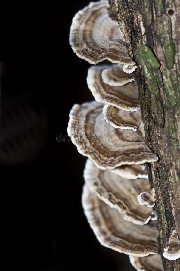 Coriolus Versicolor Fungus