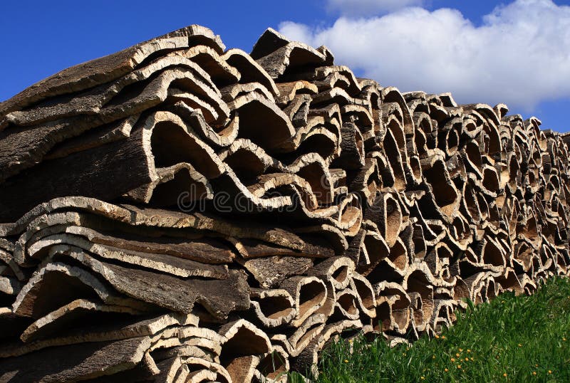 Cork oak bark stock photo. Image of ecology, alentejo 20138136