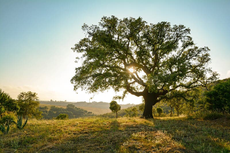 Cork eiken boomquercus suber en mediterraan landschap in avondzon, Alentejo Portugal Europa royalty-vrije stock fotografie Cork eiken boomquercus suber en mediterraan landschap in avondzon, Alentejo Portugal Europa royalty-vrije stock fotografie