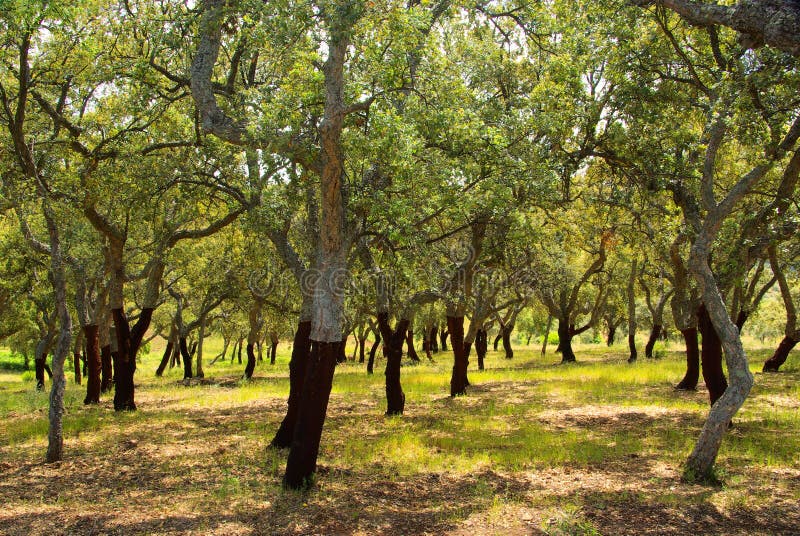 Cork oak stock photo. Image of alentejo, extremadura 14140336